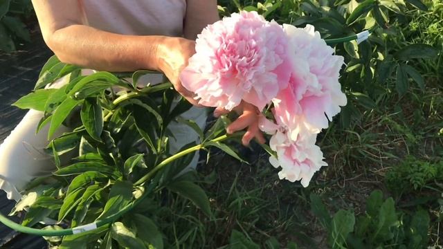 Dinner plate peony. Диннер плейт пион. Пулков сад смотреть онлайн
