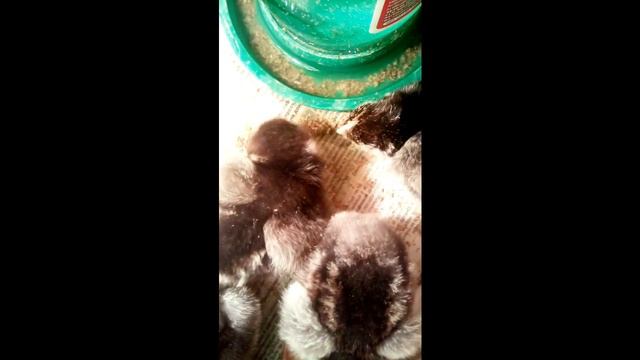Цыплята Видео о том что делают цыплята пока меня нет в комнате смотреть онлайн