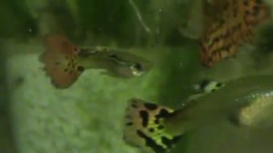 Гуппи в аквариуме ( Крупный план рыб ) самки и самцы