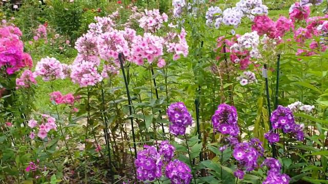 #флостонскийРай#paradise смотреть онлайн