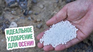 Чем удобрять осенью? Лучшие минеральные удобрения для осени