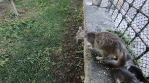 Mom cat attacking other cat that approaching her kittens