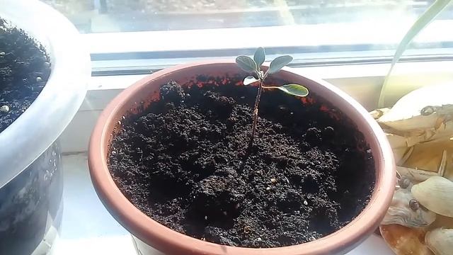 Пепино Рамзес 3 месяца. смотреть онлайн