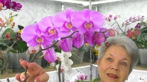 Сколько лет живут орхидеи? Зачем орхидея БЕЗ ТОЧКИ РОСТА цветет и растит Детку?