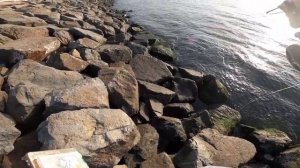 Береговая рыбалка в ДУБАЙ Марине. Что можно поймать прямо в городе?