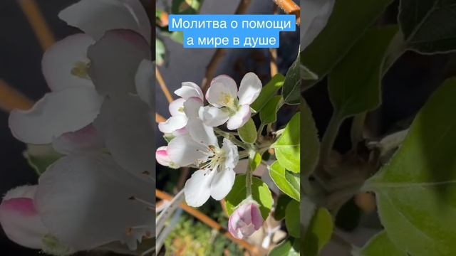 Пусть Господь дарует Вам мир в душе #молитва #истина #бог #господь #помощь #вера #духовность #душа