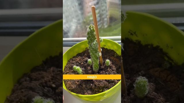 Кактусеныши 🌵 #спб #питер #кактус смотреть онлайн