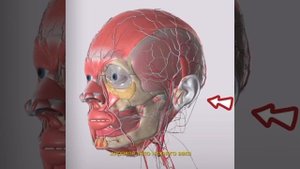 Мышцы лица. Все что нужно знать косметологу