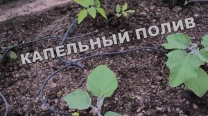 Капельная Трубка Для Полива Купить