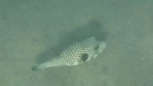 Рыбы красного моря, Аротрон колючий, Arothron hispidus , fish in red sea Egypt.
