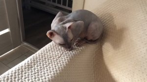 Приступ бронхиальной астмы у кошки