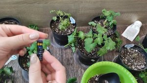 100% СПОСОБ УКОРЕНЕНИЯ ПЕЛАРГОНИИ (ГЕРАНИ), Всегда Делай Так и корни вырастут мгновенно