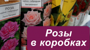 Розы  в коробках. Обзор сортов.  Стоит ли покупать? Как посадить?