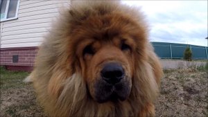 Уход за Тибетским Мастифом