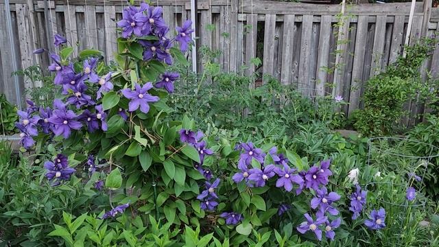 Sophie's Garden 我最爱的全缘铁线莲Clematis integrifolia Durandii смотреть онлайн