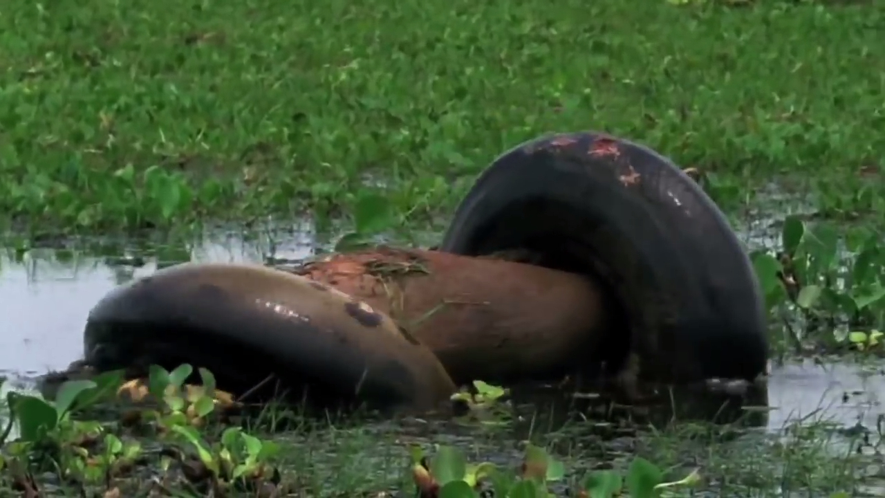 Самые СИЛЬНЫЕ существа на Земле смотреть онлайн