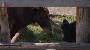 СЮЖЕТ:  Зоопарк «Орто Дойду» радует гостей новыми объектами