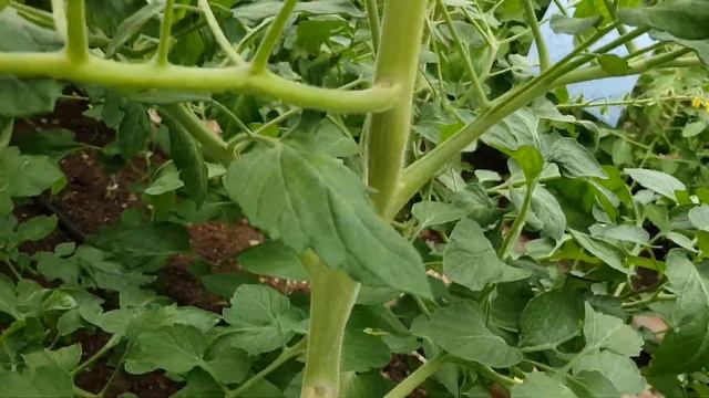 Помидоры. Чем отличаются детерминантные томаты от индетерминантных? смотреть онлайн