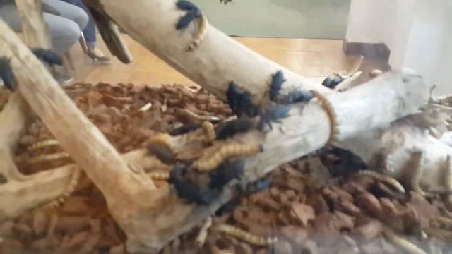 Букашки из музея почвоведения им. В.В. Докучаева смотреть онлайн