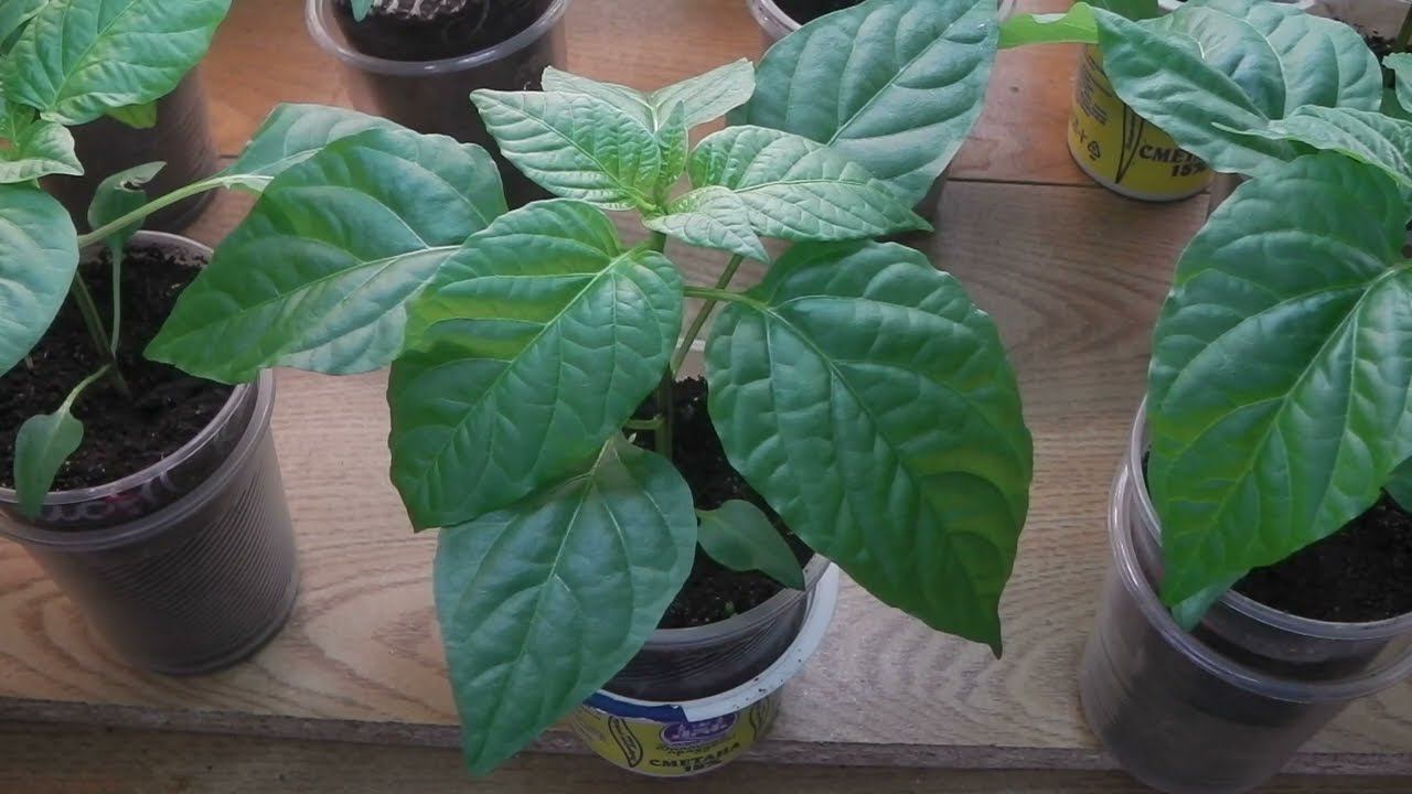 ПОЧЕМУ ЖЕЛТЕЮТ И ОПАДАЮТ ЛИСТЬЯ РАССАДЫ ПЕРЦЕВ ? КАК ОСТАНОВИТЬ ПОЖЕЛТЕНИЕ И ОПАДЕНИЕ ЛИСТЬЕВ ПЕРЦА. смотреть онлайн