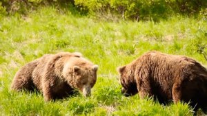 Bear vs Bear FIGHTS | Медведь против Медведя БОИ. №2