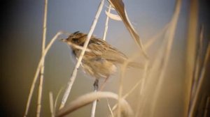 Far Eastern Cisticola (Cisticola jundicis brunniceps)