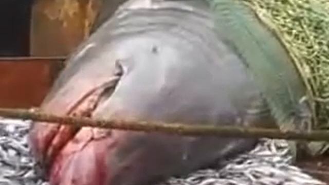 акула. весом 1 тонна смотреть онлайн