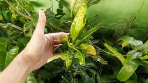 Curly Boy Garden Croton Plant is a lucky charm.