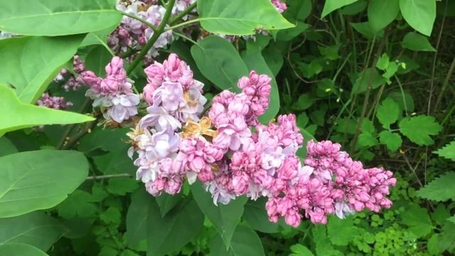 сорт сирени S v Фантазия смотреть онлайн