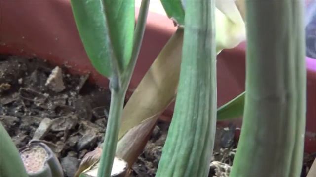 Zamioculcas - как цветет замиокулькас, "долларовое дерево"