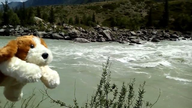Siberian Expeditions, Ильгуменский порог, Рекс на реке Катунь, Горный Алтай.