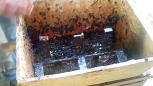 гребнеотделитель для винограда