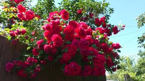 Прогулка  по даче. ОТДЫХ ДЛЯ ДУШИ!