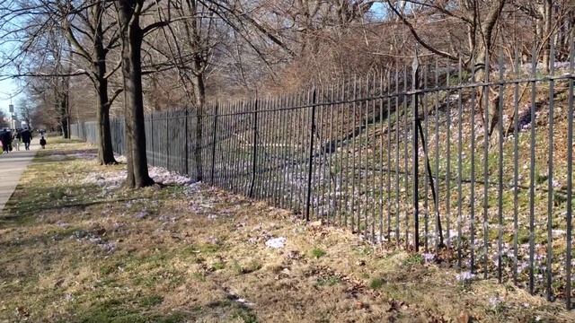 Crocuses in Botanical garden смотреть онлайн