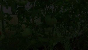 Расскажу за 1 минуту: Болгарская хала, Загорское воловье око, Бурлак минусинский, Король Ананас
