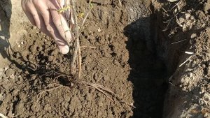Сорт крыжовника"Золотистый". Правильная посадка крыжовника весной.