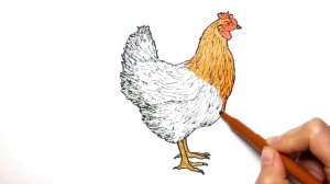 Раскраски для детей с животными на ферме - Рисуем овцу и курицу!