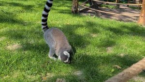 Лемуры на прогулке. Lemurs for a walk