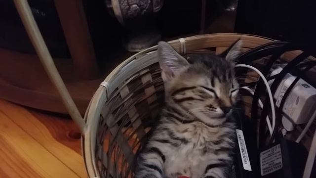 Котенок сладко спит сидя в корзине с зарядками от мобильных телефонов смотреть онлайн