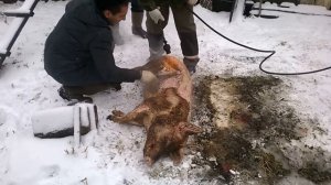 Опаливаем и разделываем поросенка ч 1