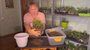 Как подготовить кампанулу к пышному цветению