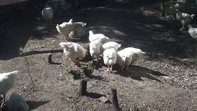Выращивание бройлеров в домашних условиях без комбикорма.