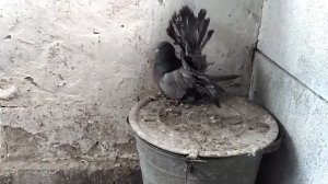 Голуби павлины