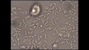 Сенная палочка под микроскопом.