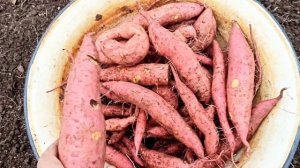 БАТАТ. Эксперимент выращивания на северо-западе Ленинградской области.
