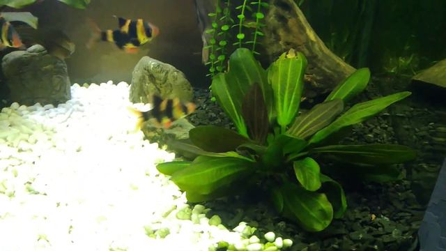 Стрела Эхинодоруса .Что с ней делать??? смотреть онлайн