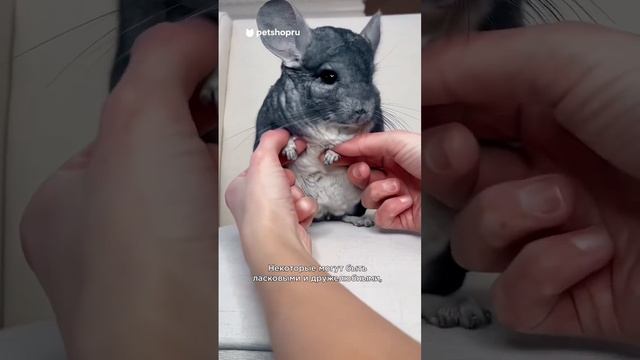 Пять интересных фактов о шиншиллах #шиншилла
