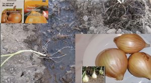 Высаживаем рассаду лука Эксибишен в открытый грунт в мае месяце. Лук Эксибишен.