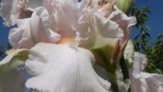 Танго цветов смотреть онлайн