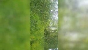 24 июня Ярославская область сбор грибов!